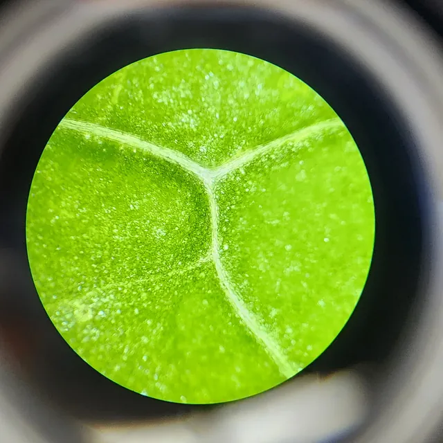 A leaf under a microscope, veins branching across a bright green field.